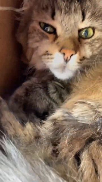 Взрослый кот / коту 16 лет смотреть онлайн
