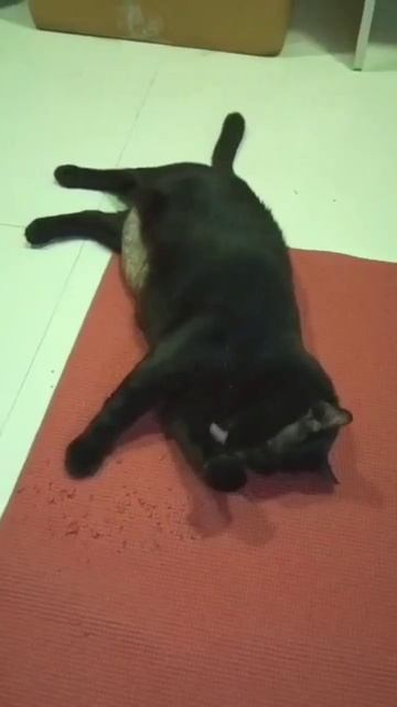 Yoga Exercise смотреть онлайн