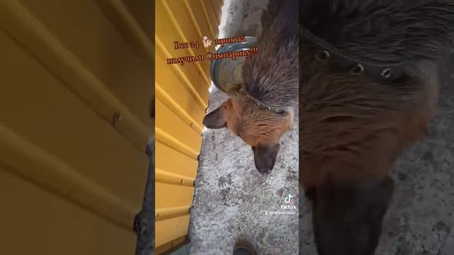 Сезон клещей! обрабатывайте своих питомцев от паразитов! особенно если он у вас один,не жлобитесь!! смотреть онлайн