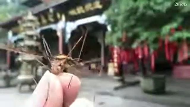 Biggest mosquito in the world | Toxorhynchites смотреть онлайн