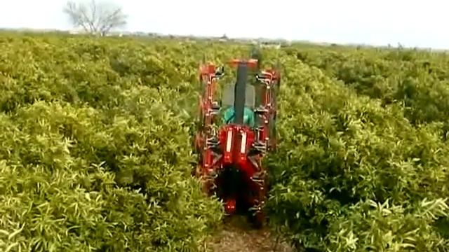 Double Sided Saw Pruner for Orchard смотреть онлайн