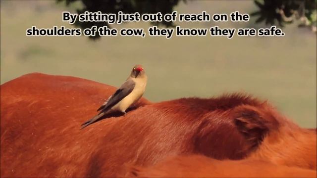 Red-billed Oxpecker Adult And Juvenile On A Cow