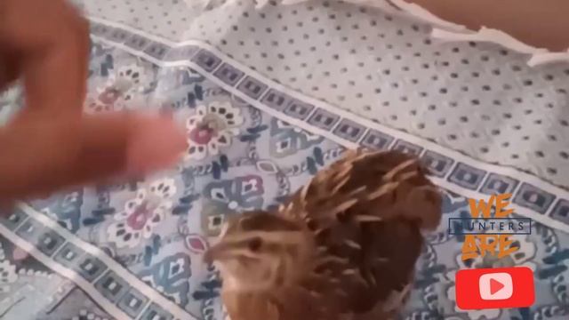 common quail sound mp3 common quail female sound common quail female sound mp3 free download смотреть онлайн
