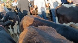 22 июня 2024 САМАРКАНД ПАСТДАРГОМ ЖУМА МОЛ БОЗОРИ ГУНОЖИН ТАНА НАРХЛАРИ