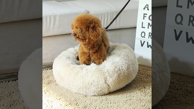 Pet Beds For Cats Anti Anxiety Fluffy Dog Bed Cuddler With Anti-Slip & Water-Res смотреть онлайн