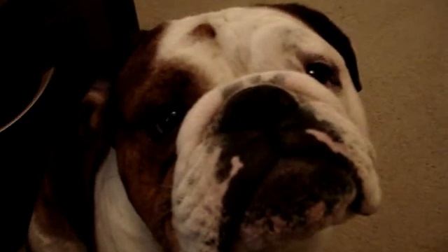 Damon's Dog смотреть онлайн