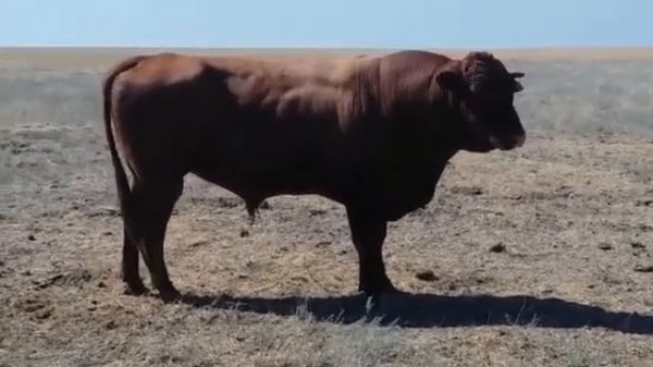 Племенной бык 3 года