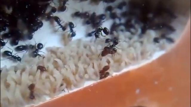 Lasius fuliginosus. Семеро по лавкам. смотреть онлайн