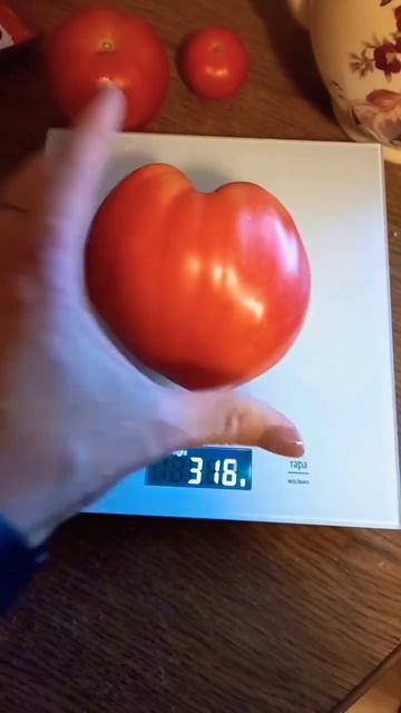 "Бычье сердце" 🍅 "на 3 кг"!#мечта #бычьесердце #помидор #яогородник #отпуск #лето #tomato смотреть онлайн