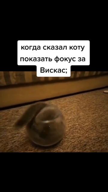 Когда сказал коту показать фокус за вискас😂#shorts #юмор #приколы смотреть онлайн