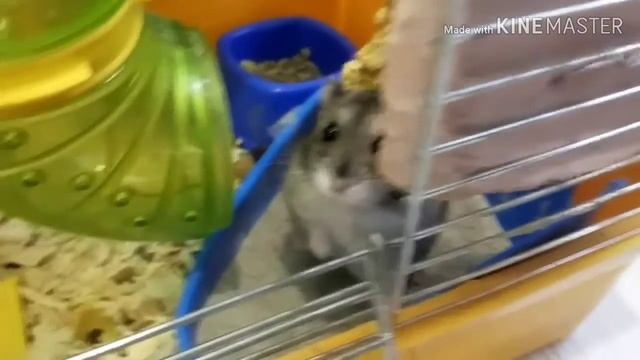 Хомячок Ронин ждёт ночи смотреть онлайн