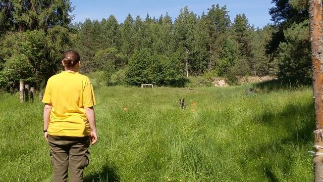 Второй этап онлайн соревнований по обидиенс DynamicCup Faleser Hogland Ester 2года 1мес смотреть онлайн