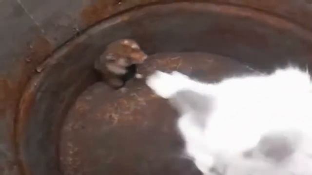 Кот vs хомяк | cat vs hamster смотреть онлайн