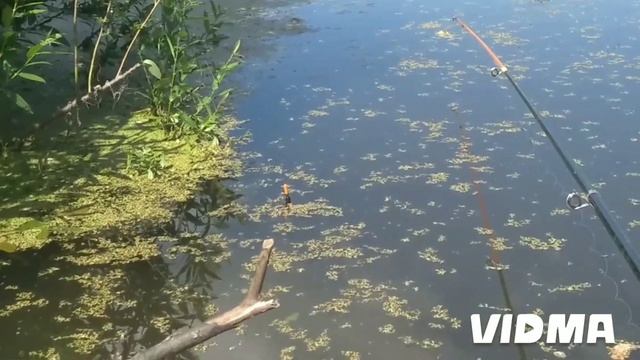 Карась и ротан в пожарном пруде | рыбалка | Карасямбо смотреть онлайн