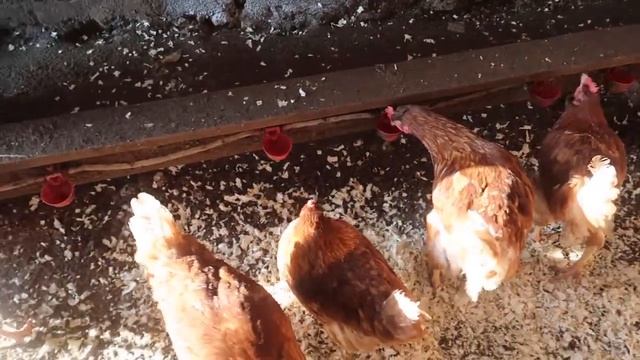 Курятник на 100 кур смотреть онлайн