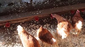 Курятник на 100 кур