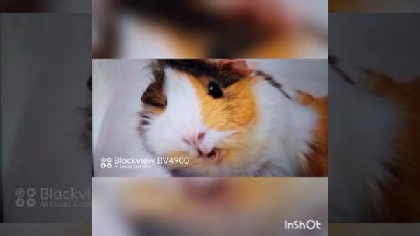 как орёт морская свинка