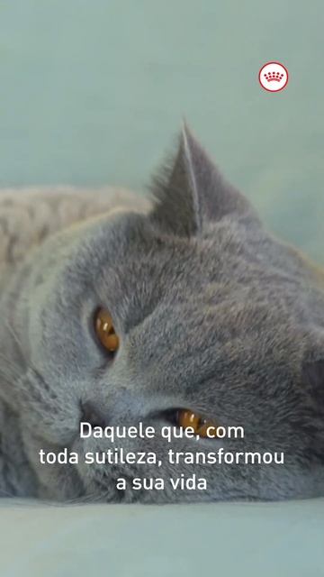 ROYAL CANIN® - Dia do Gato смотреть онлайн