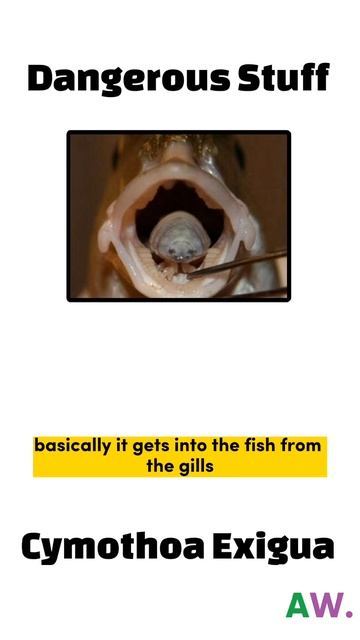 A Parasite eats fish's tongue #shorts смотреть онлайн