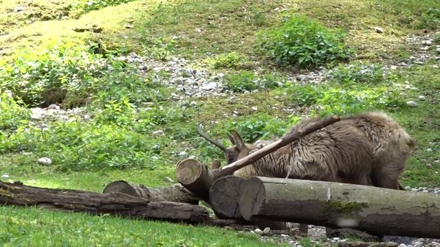 Zoo Munich Tierpark Hellabrunn No.5 Deer Marmot смотреть онлайн