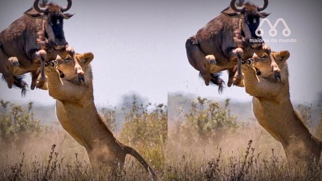 LEÃO FAZ GNU VOAR смотреть онлайн