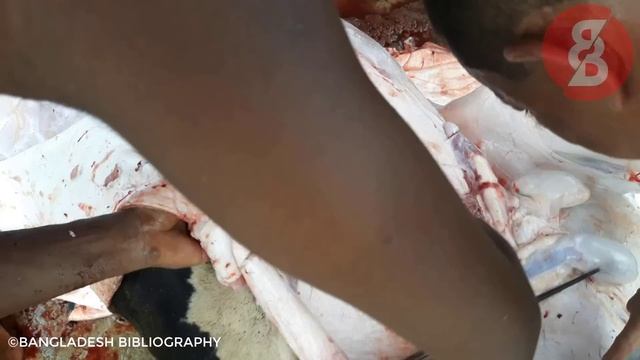 কুরবানির গরুর ছামড়া কিভাবে ছাড়াবেন | COW SKIN REMOVING | পেশাদার কসাইয়ের গরুর চামড়া ছাড়ানোর স্টাইল