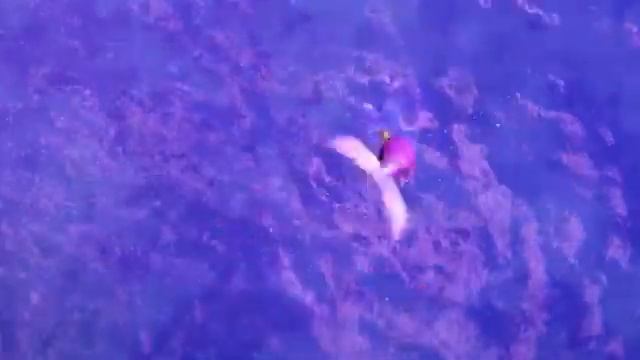 'So Beautiful' Official Lyric Music Video - Dolphin Magic Barbie смотреть онлайн