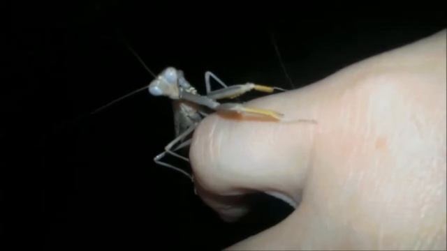Hierodula patellifera смотреть онлайн