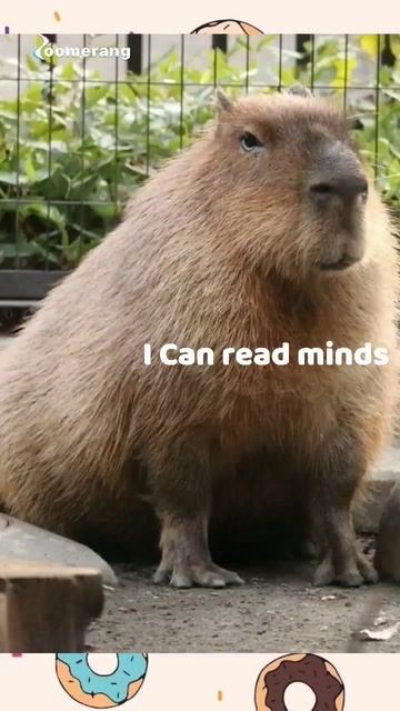 Capybara an read minds?!😱 смотреть онлайн