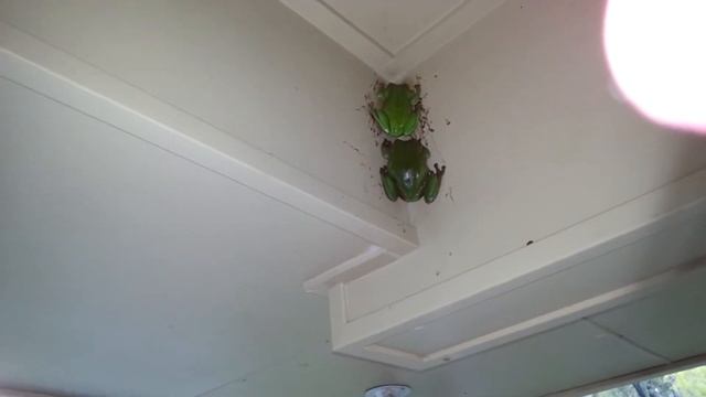 Two well hydrated tree frogs in the corner смотреть онлайн