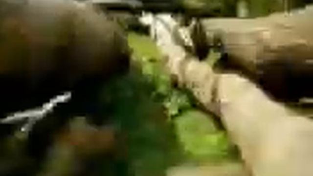 Убийца мух смотреть онлайн