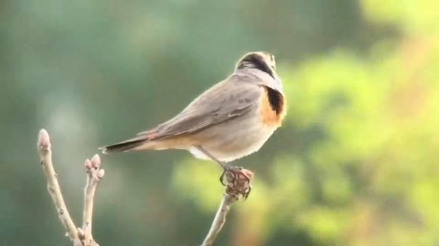 Blaukehlchen (Luscinia svecica) 17.04.2016 смотреть онлайн