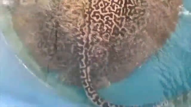 Release of a 120 kg Giant Tiger Stingray смотреть онлайн