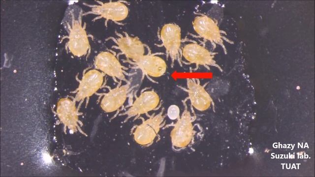 Egg-laying in Neoseiulus californicus: Ventral view смотреть онлайн