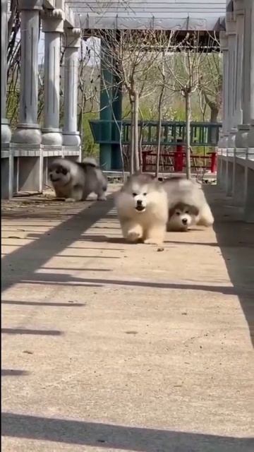 Fluffy Puppies enjoying rides #shorts #babydog #animalism смотреть онлайн