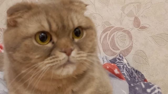 Дружба кошки и собачки.Они снова вместе ❤️ смотреть онлайн