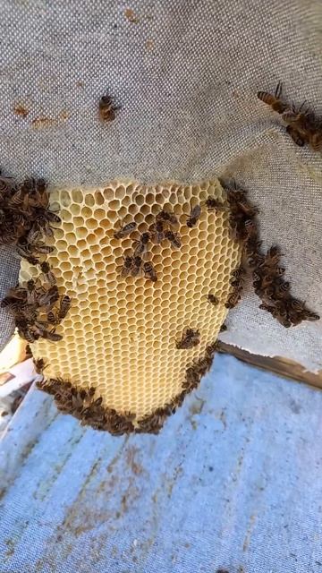 #пчелы #соты #суровыйурал смотреть онлайн