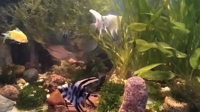 Обновление и обзор. смотреть онлайн