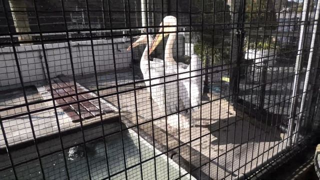 モモイロペリカン (鳥羽水族館) 2020年12月25日 смотреть онлайн