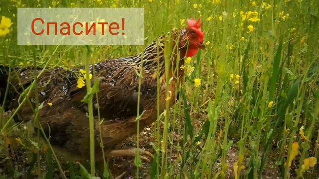 Дунай спешит на помощь! смотреть онлайн