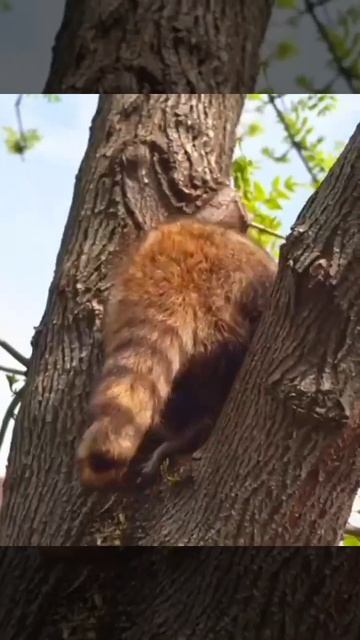 •Енотик спускается за креветками🙂🤗/Московский зоопарк📷 смотреть онлайн
