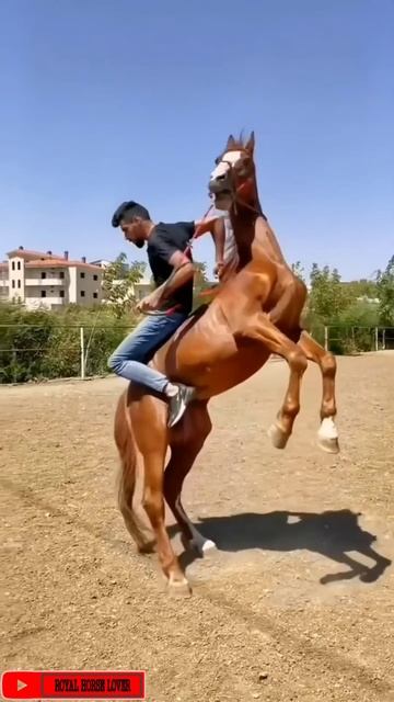 WhatsApp Horse Status смотреть онлайн