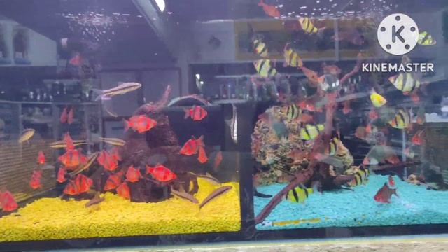 Какие красивые🐟🐠🐡 смотреть онлайн