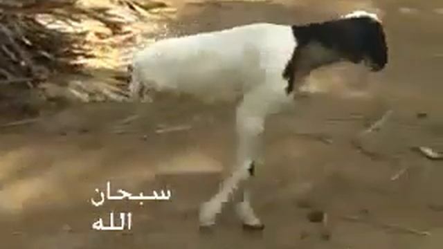 Allaha ki kudrat смотреть онлайн