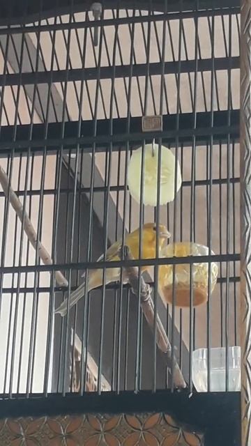 KENARI DI KASIH MENTIMUN смотреть онлайн