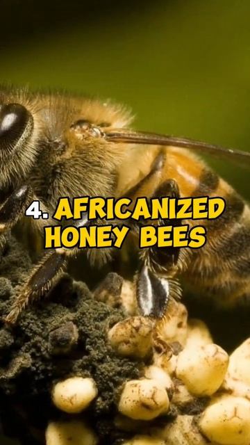 7 Most Deadly Insects that You May Kill If They Bite You! смотреть онлайн