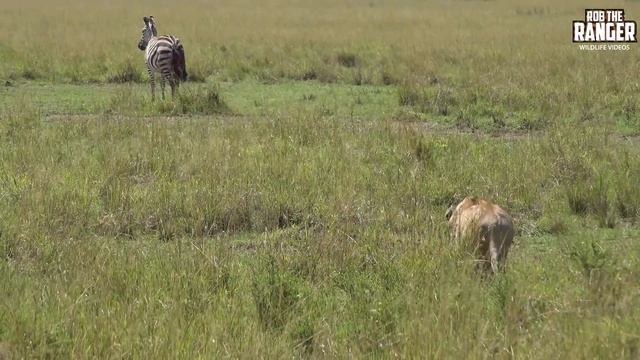 Lions, Elephants, Lioness Stalks Zebra, Half-Eaten Hippo | Maasai Mara Safari | Zebra Plains смотреть онлайн