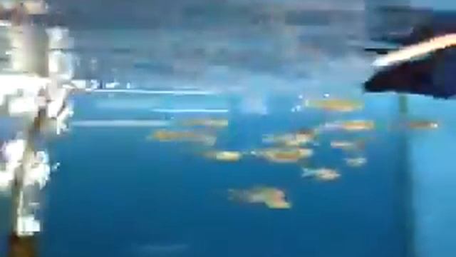 Rasbora trilineata - Scissortail Rasbora смотреть онлайн