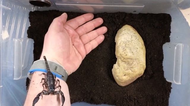 Umzug WaldskorpionHeterometrus laoticus смотреть онлайн
