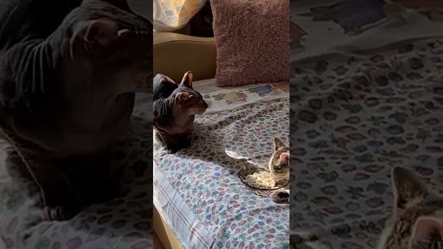 Котики волнуются за здоровье котёнка Стёпушки Приют ДРУГ ЖИВИ. г Омск. смотреть онлайн